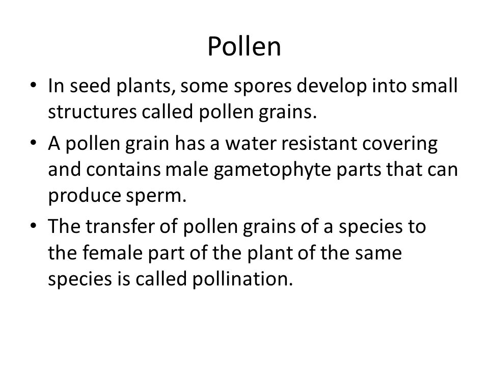 Pollen In seed plants, some spores develop into small structures called pollen grains.