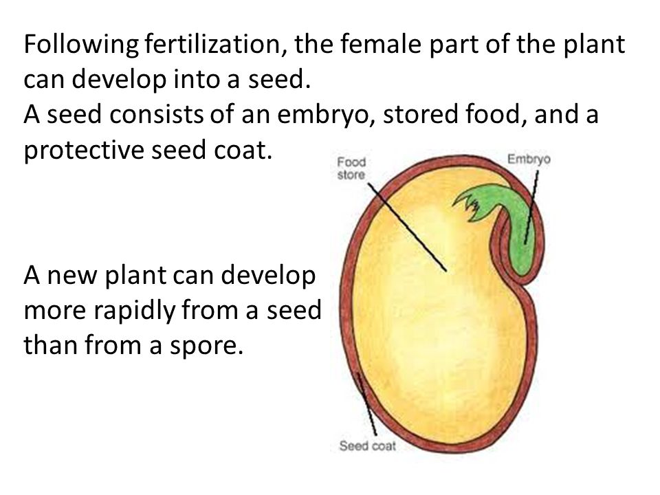 Following fertilization, the female part of the plant can develop into a seed.