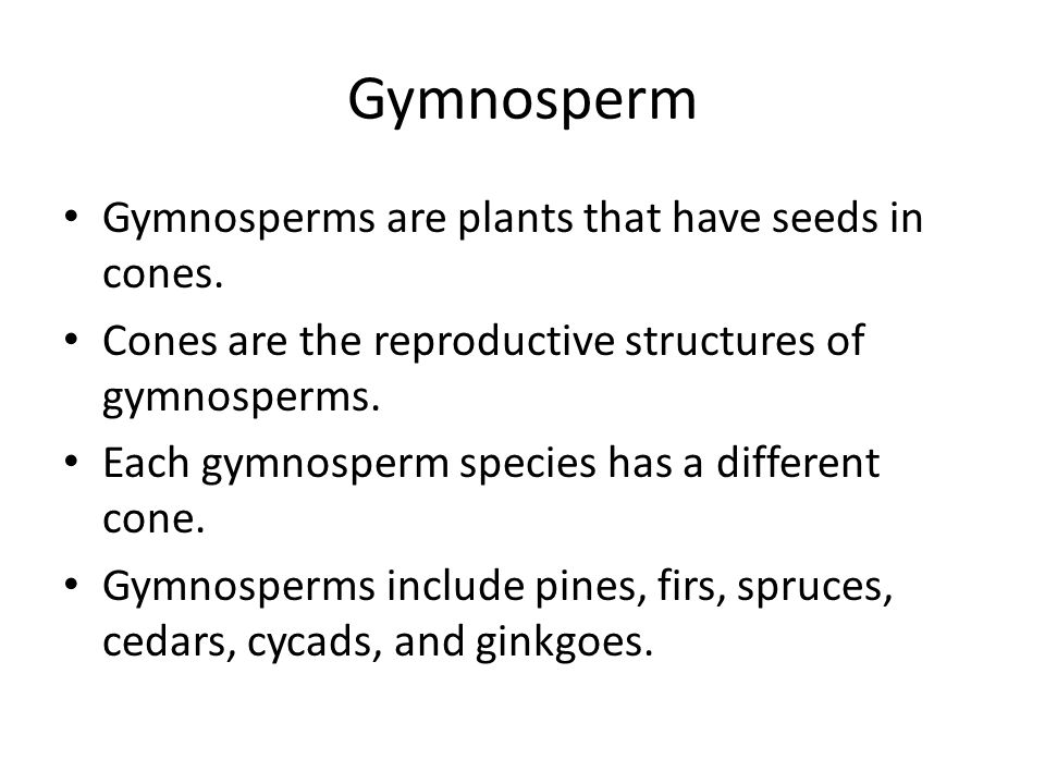 Gymnosperm Gymnosperms are plants that have seeds in cones.