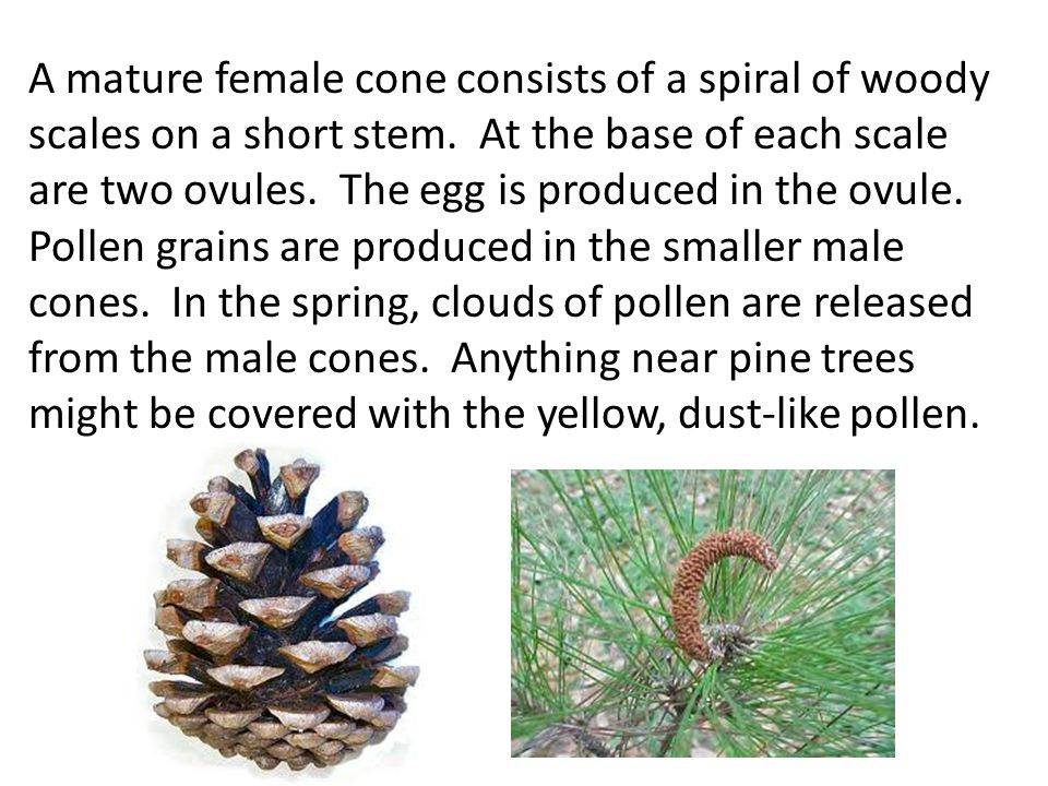 A mature female cone consists of a spiral of woody scales on a short stem.