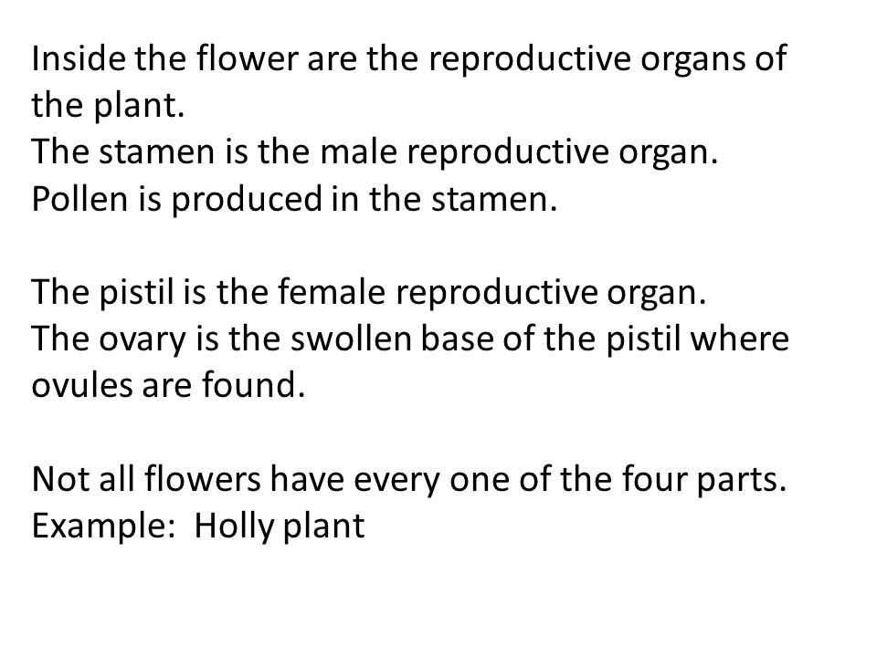 Inside the flower are the reproductive organs of the plant.