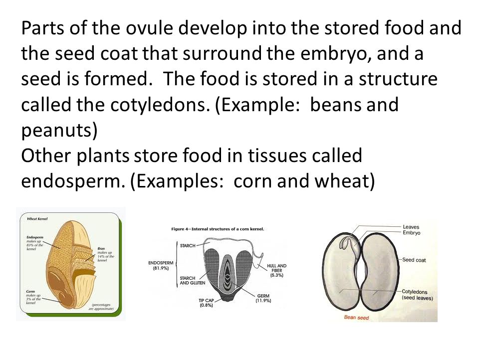 Parts of the ovule develop into the stored food and the seed coat that surround the embryo, and a seed is formed. The food is stored in a structure called the cotyledons. (Example: beans and peanuts)