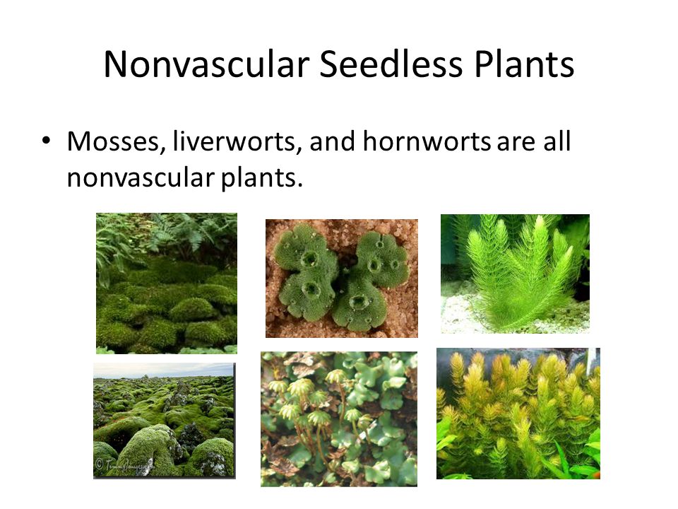 Nonvascular Seedless Plants