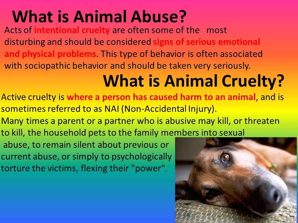 Animal Abuse WHY? By autumn permenter. - ppt video online download