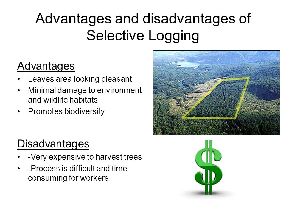 Selective Logging: Pros, Cons, And Implementation Methods
