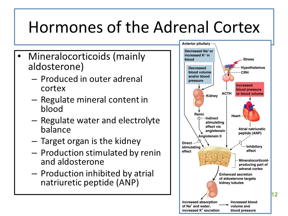 Presentation on theme: "The Endocrine System and Hormone Function--An ...