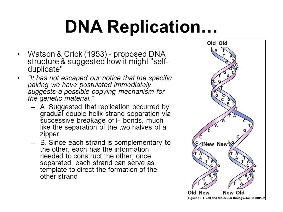 Chapter 13 Dna Replication And Repair Ppt Download Chapter 13 Dna Replication And Repair Ppt Download