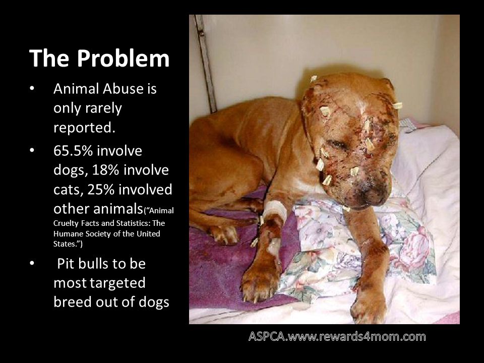 The Problem Animal Abuse is only rarely reported.
