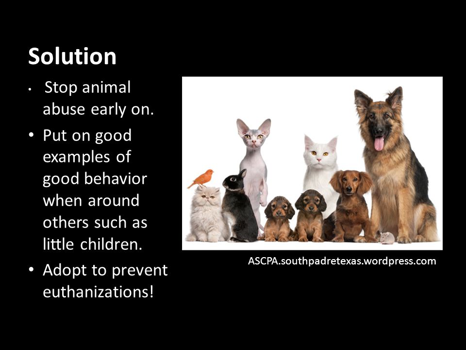 Solution Stop animal abuse early on. Put on good examples of good behavior when around others such as little children.