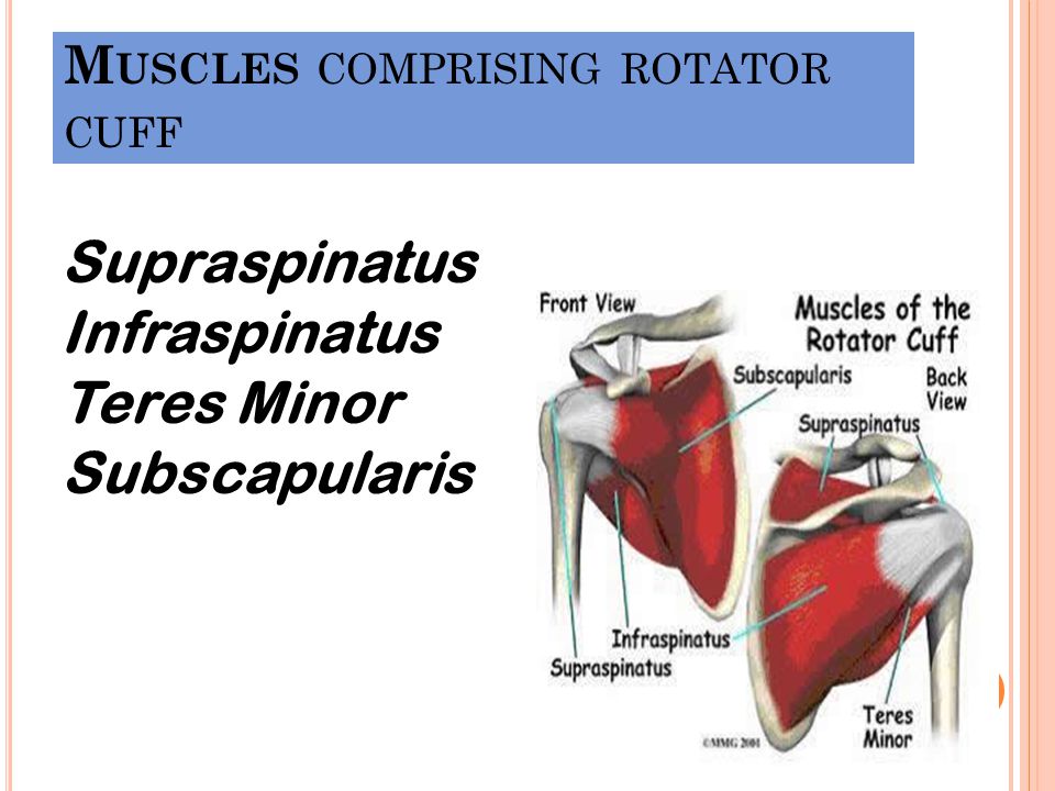 Muscles comprising rotator cuff