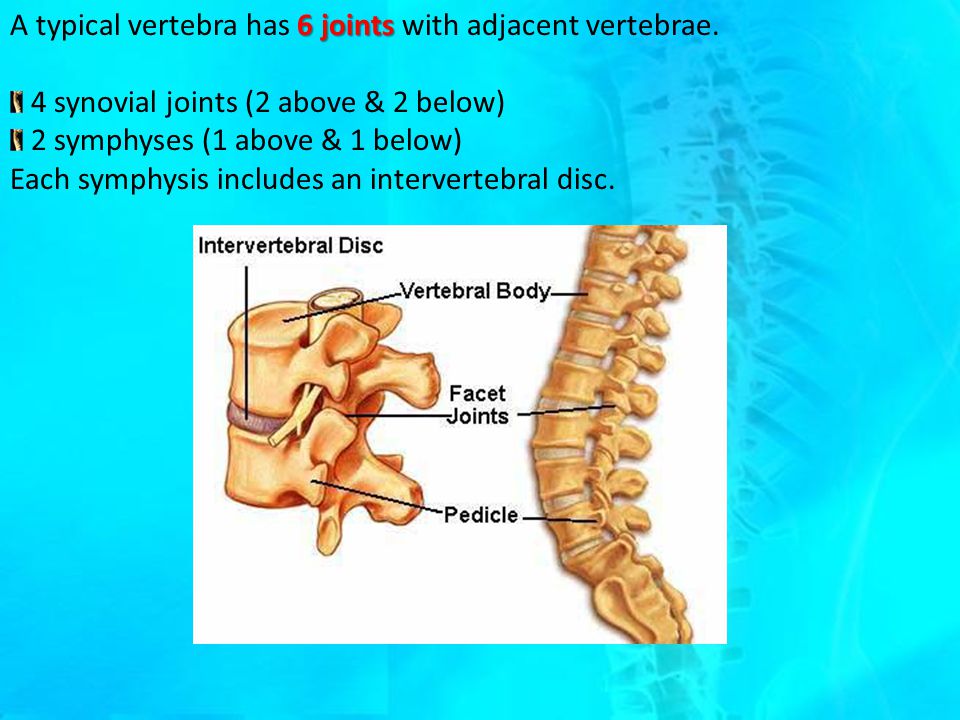 intervertebral joint