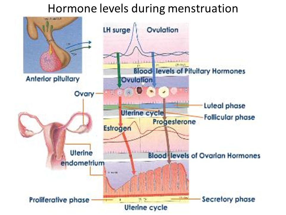 Hormone levels during menstruation