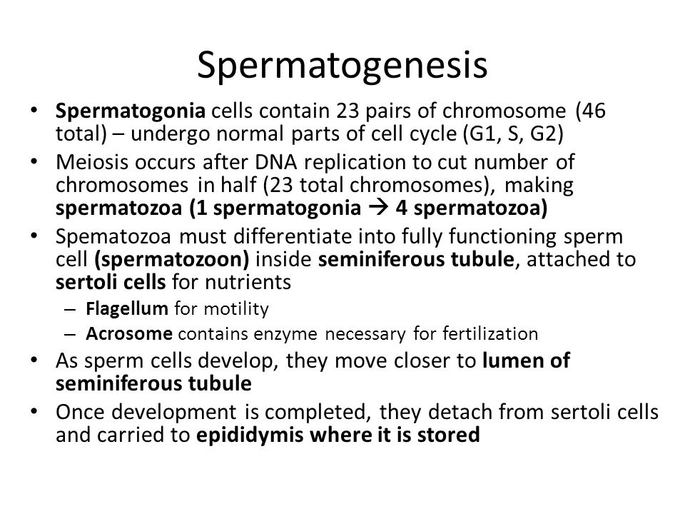 Spermatogenesis Spermatogonia cells contain 23 pairs of chromosome (46 total) – undergo normal parts of cell cycle (G1, S, G2)