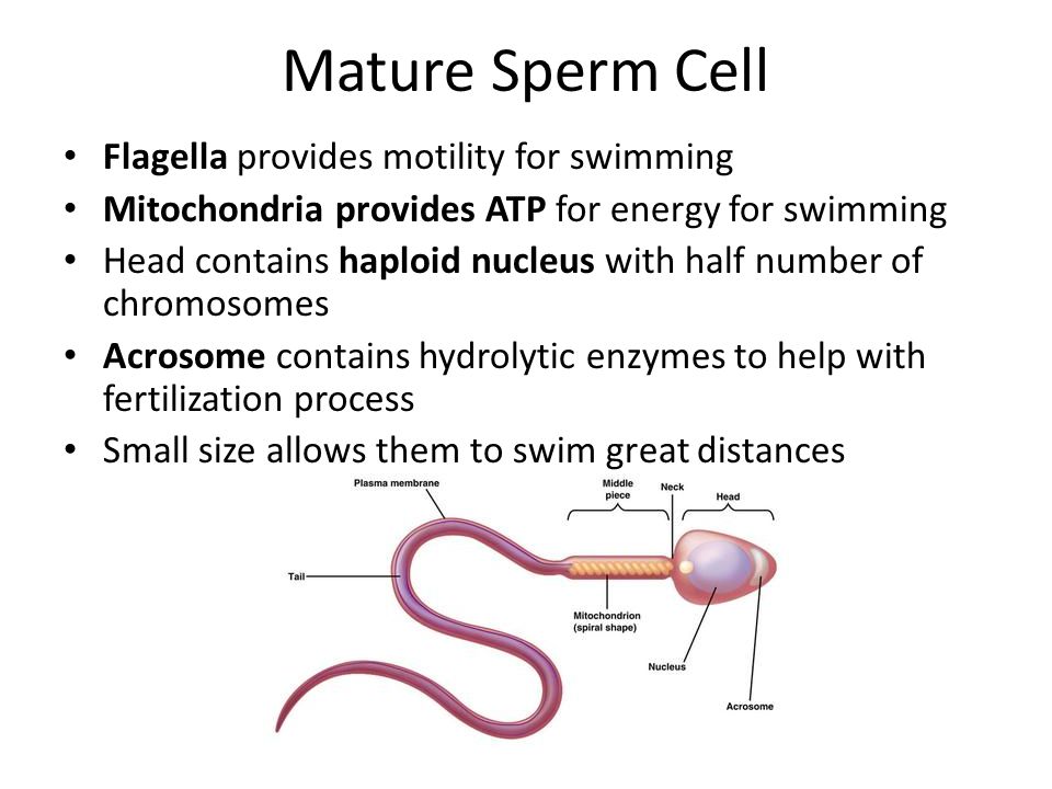 Mature Sperm Cell Flagella provides motility for swimming