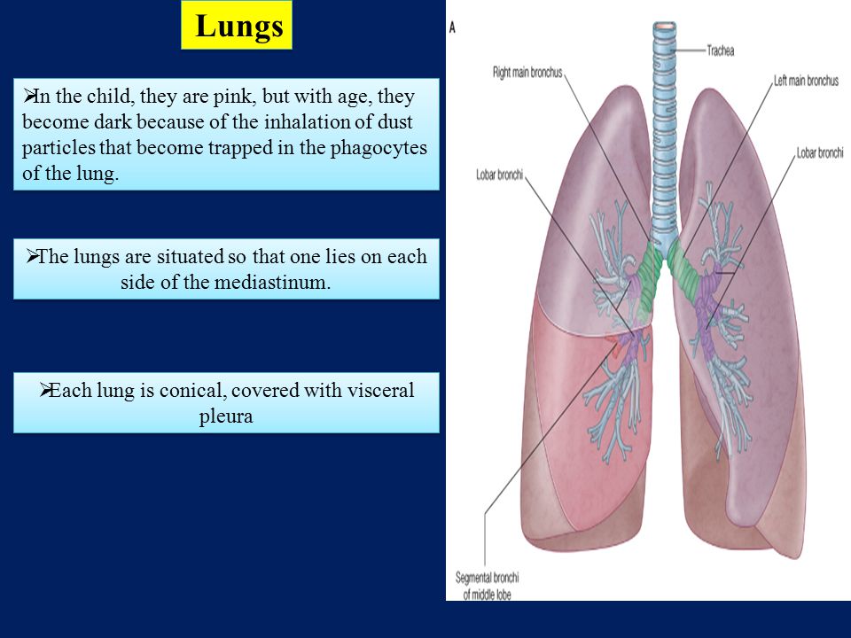 Each lung is conical, covered with visceral pleura