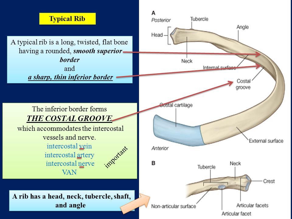 A rib has a head, neck, tubercle, shaft, and angle
