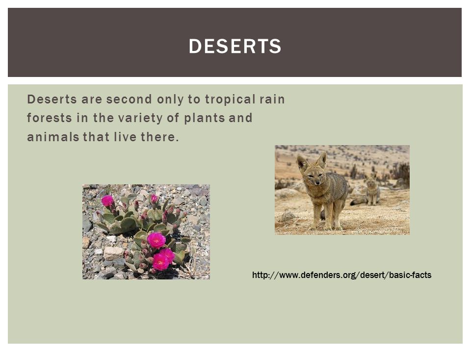 Deserts Deserts are second only to tropical rain forests in the variety of plants and animals that live there.