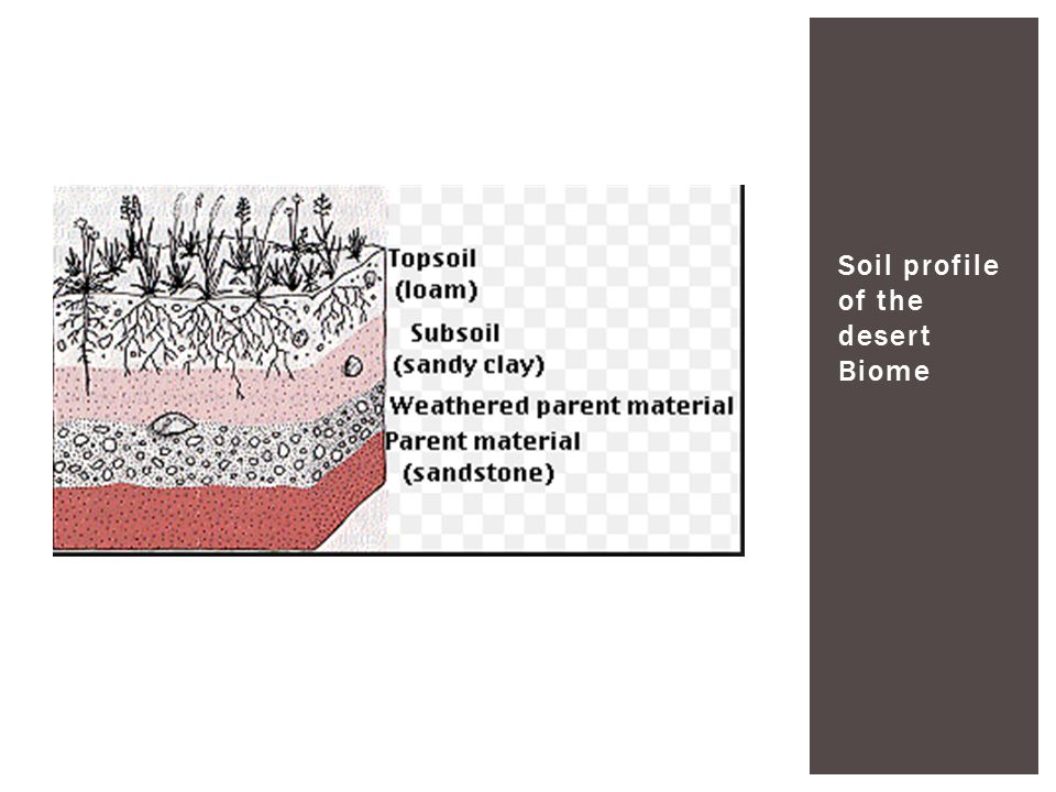 Soil profile of the desert Biome