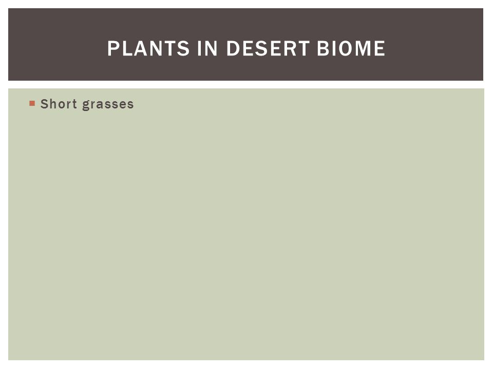 Plants in desert biome Short grasses