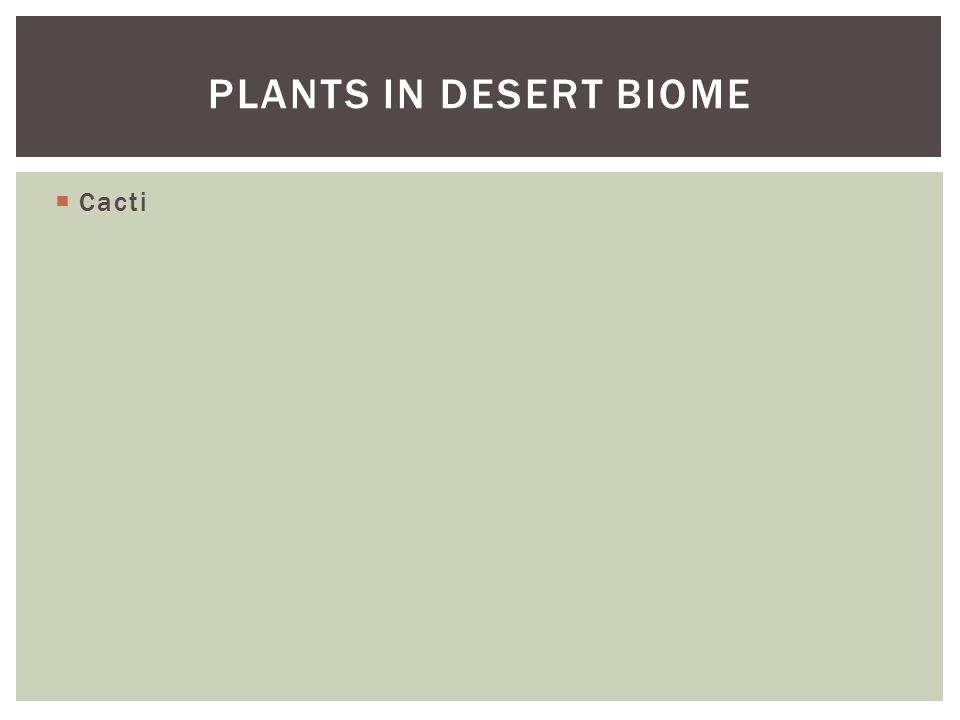 Plants in desert biome Cacti