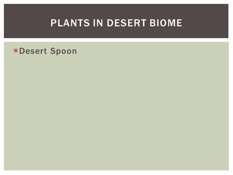 Plants in desert biome Desert Spoon