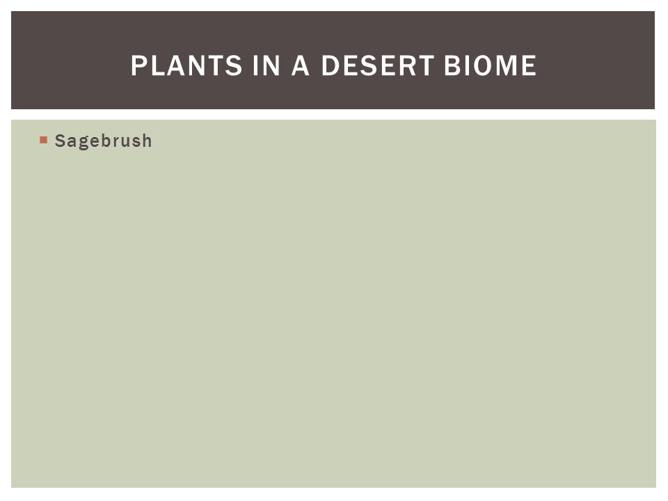 Plants in a desert biome