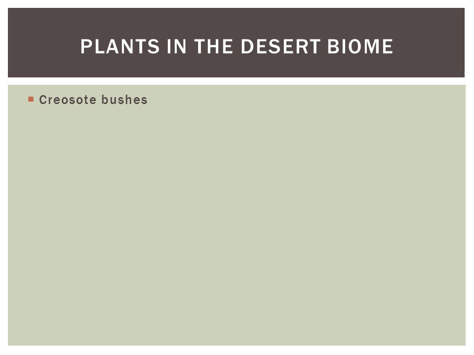 Plants in the desert biome