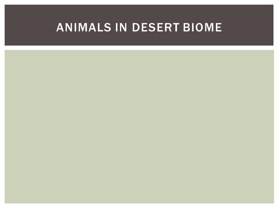 Animals in desert biome