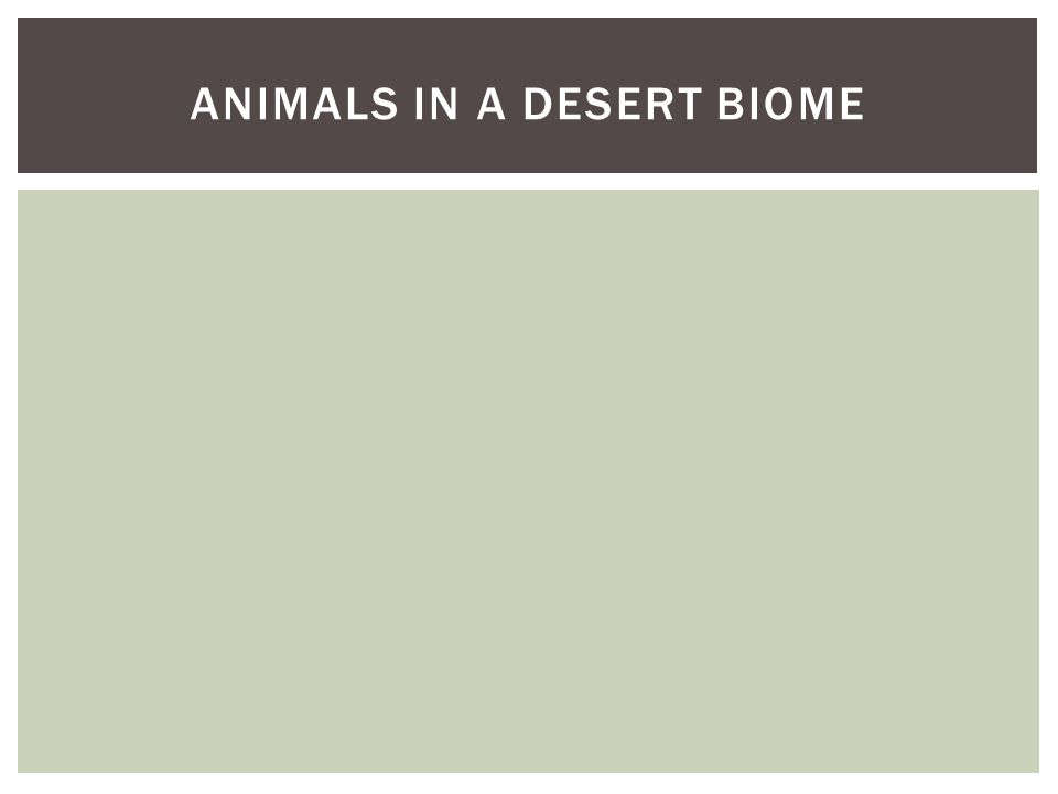 Animals in a desert biome