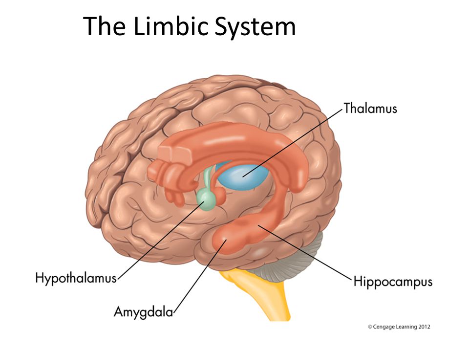 The Limbic System