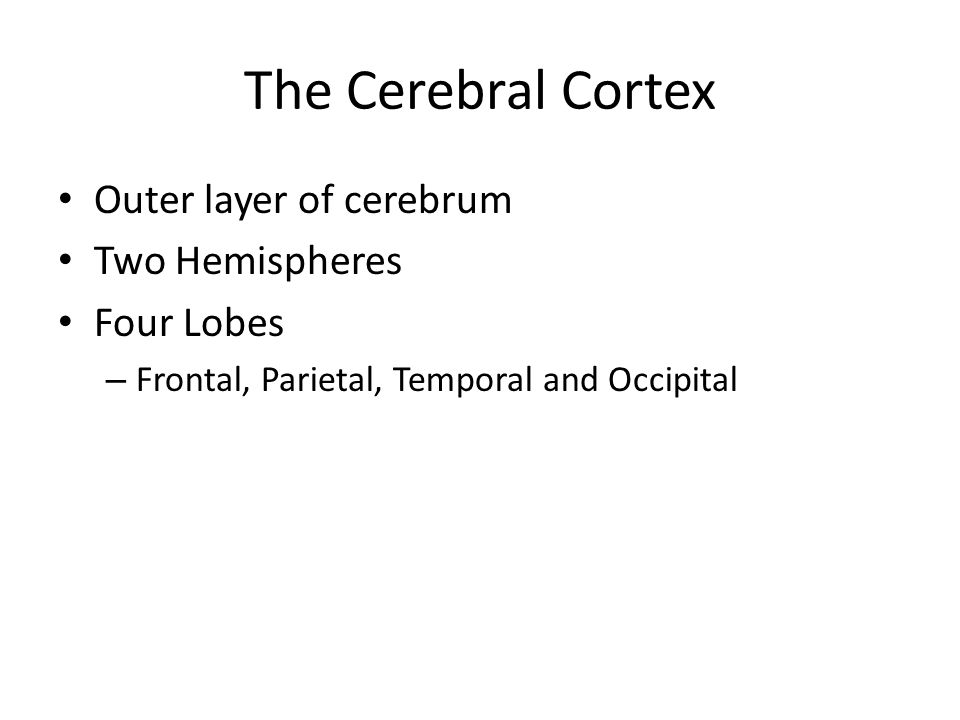 The Cerebral Cortex Outer layer of cerebrum Two Hemispheres Four Lobes