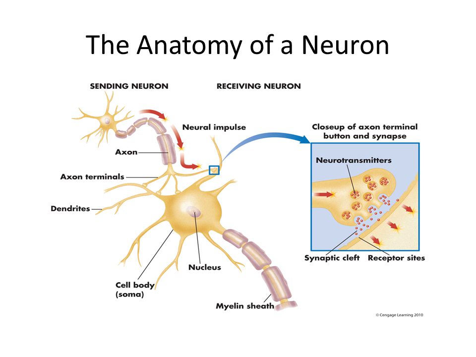 Chapter 2 Biology And Psychology Ppt Download