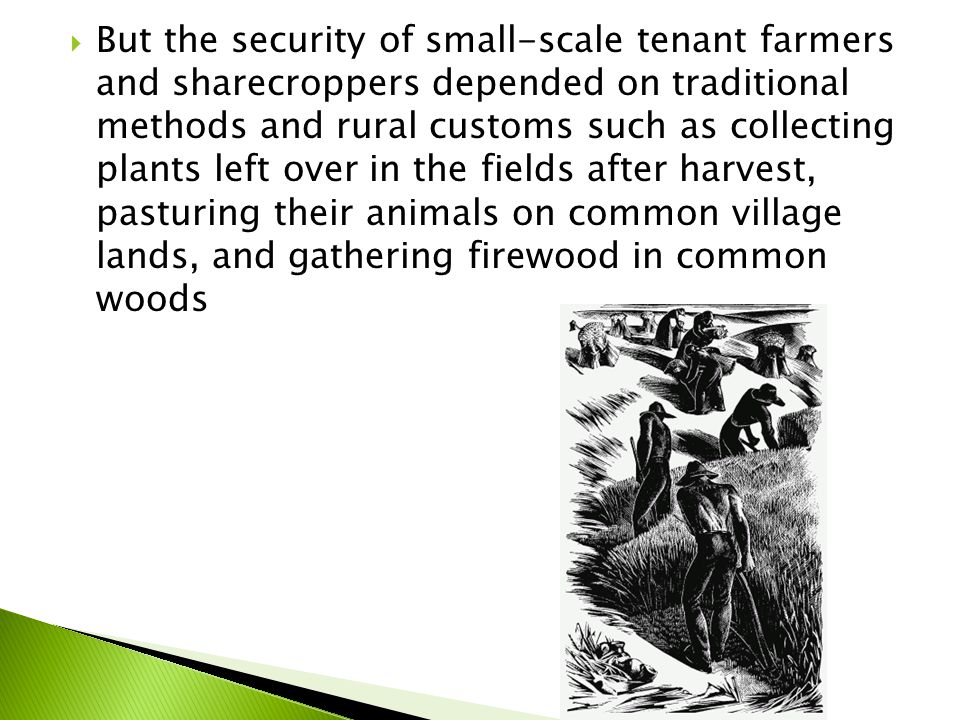 But the security of small-scale tenant farmers and sharecroppers depended on traditional methods and rural customs such as collecting plants left over in the fields after harvest, pasturing their animals on common village lands, and gathering firewood in common woods