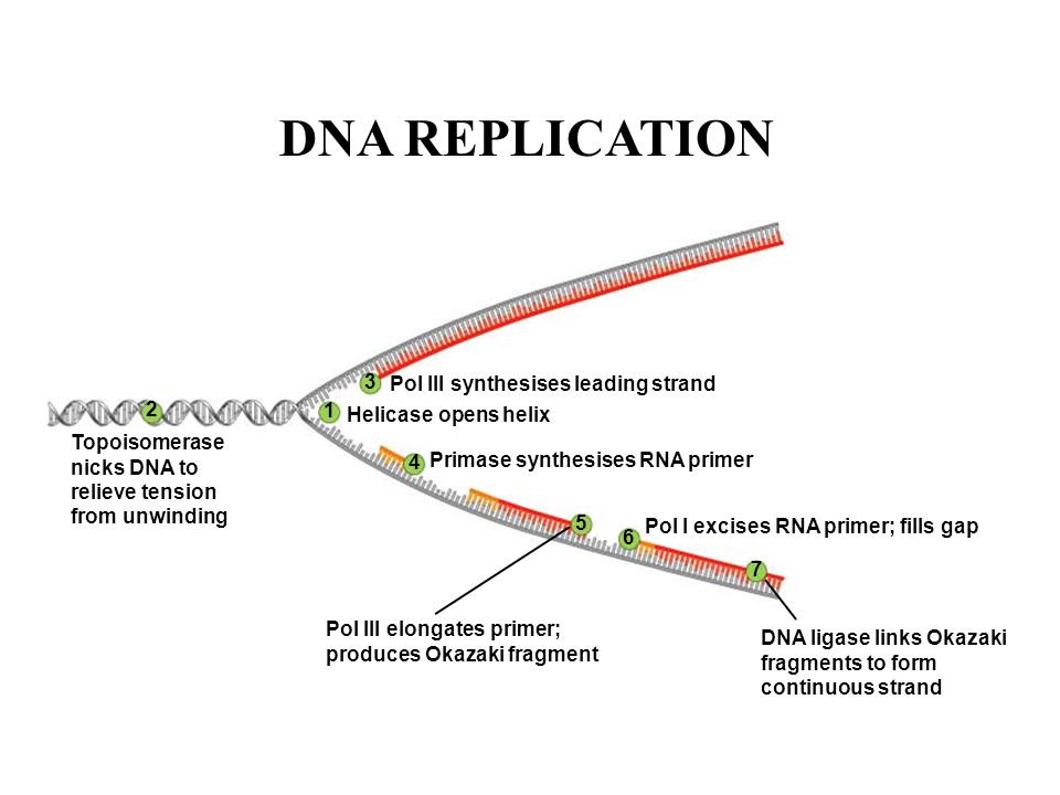 Dna Replication Okazaki Fragments