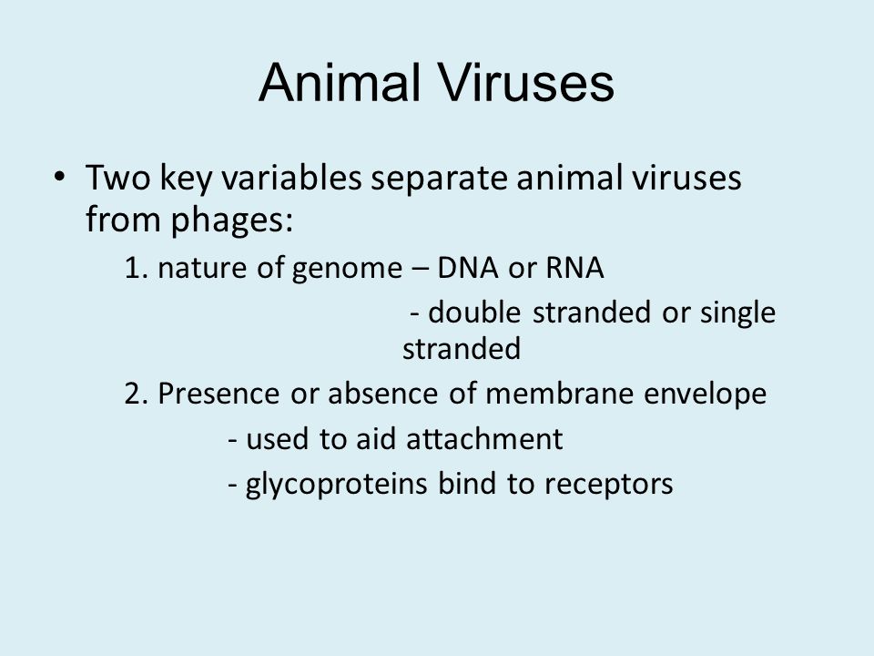 Animal Viruses Two key variables separate animal viruses from phages: