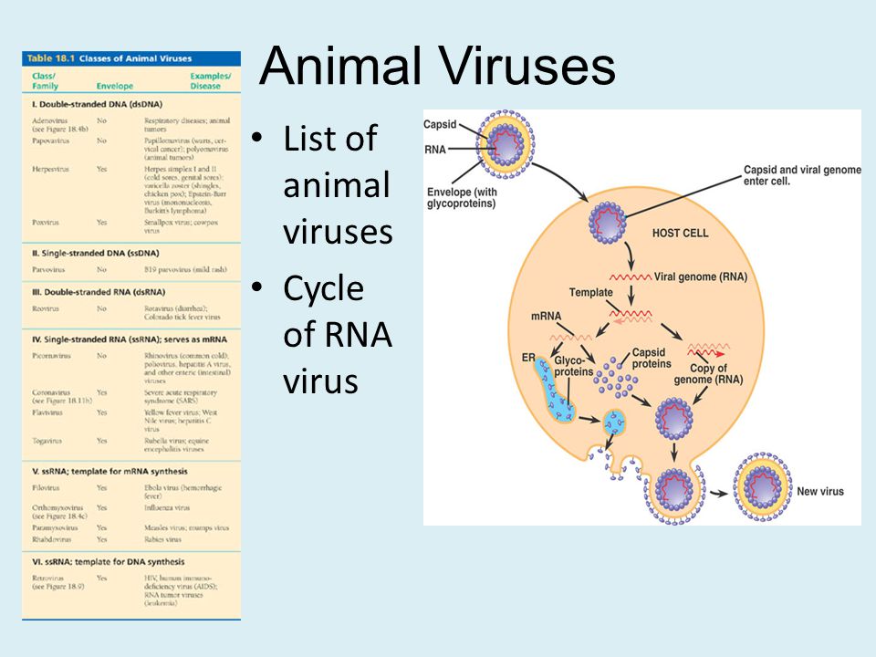 Animal Viruses List of animal viruses Cycle of RNA virus