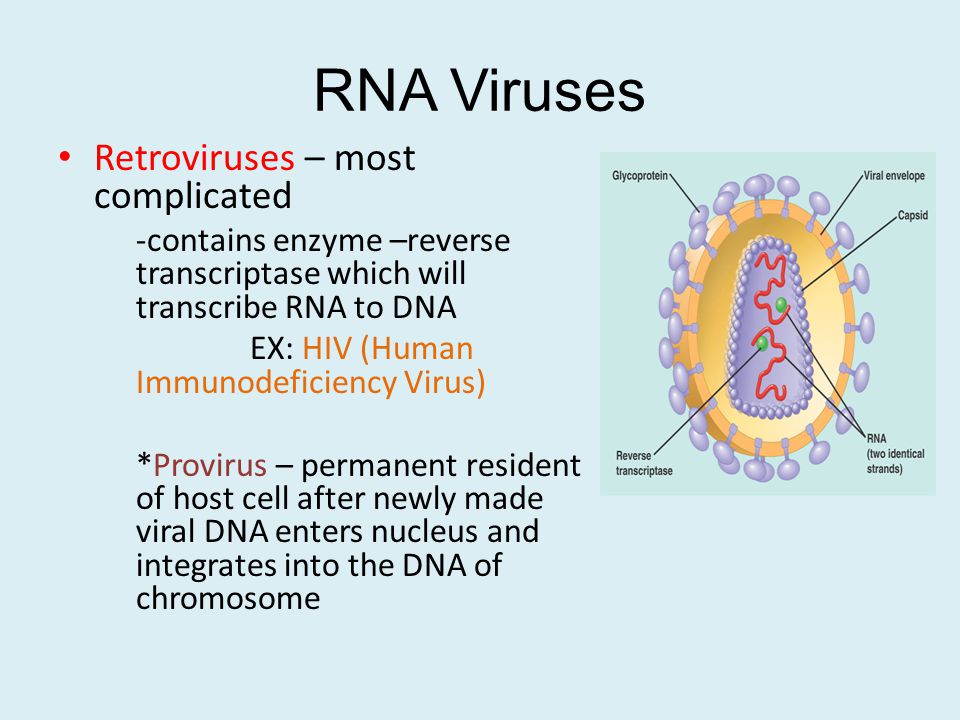 RNA Viruses Retroviruses – most complicated