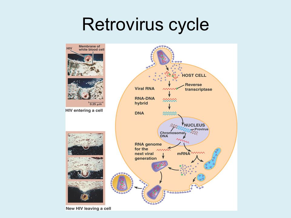 Retrovirus cycle
