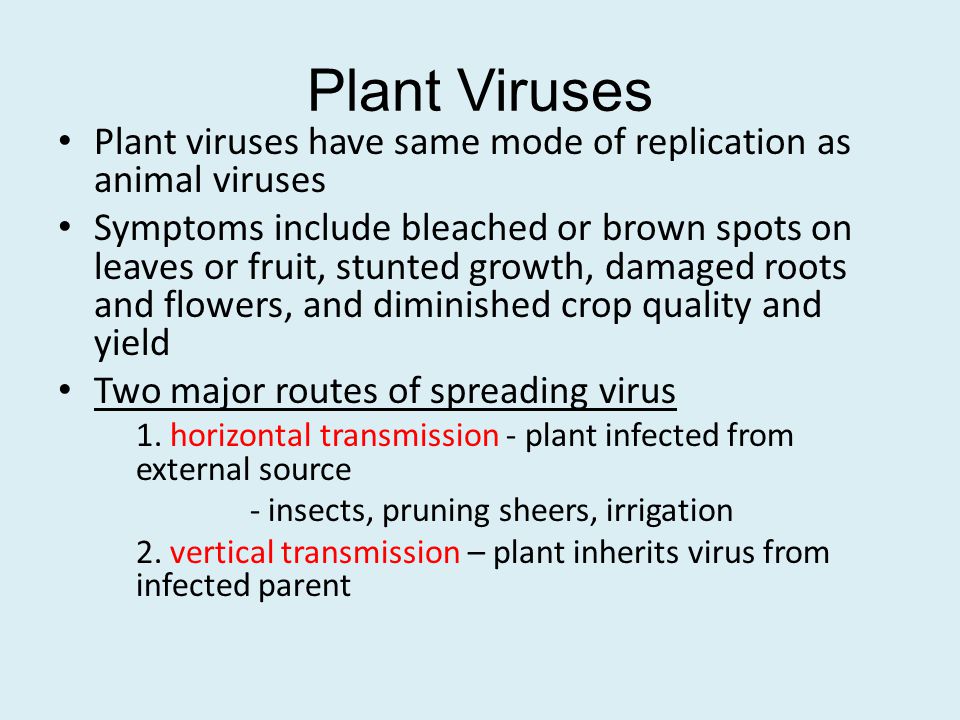 Plant Viruses Plant viruses have same mode of replication as animal viruses.