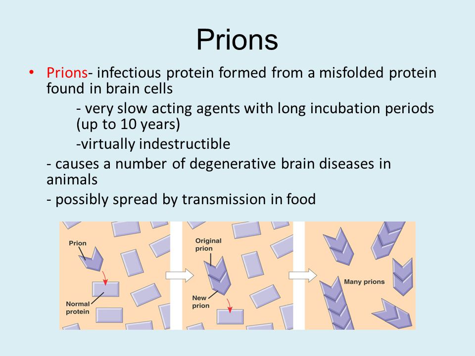 Prions Prions- infectious protein formed from a misfolded protein found in brain cells.