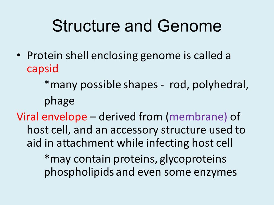 Structure and Genome Protein shell enclosing genome is called a capsid