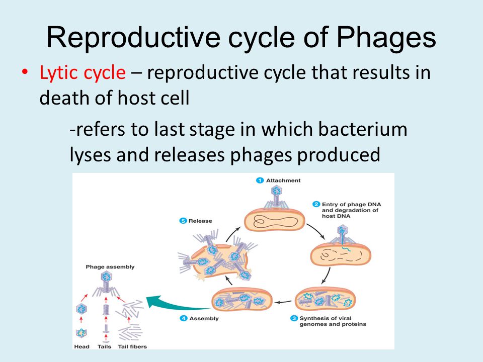 Reproductive cycle of Phages