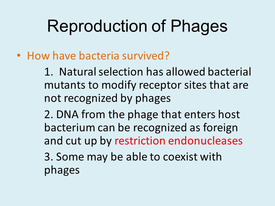 Reproduction of Phages