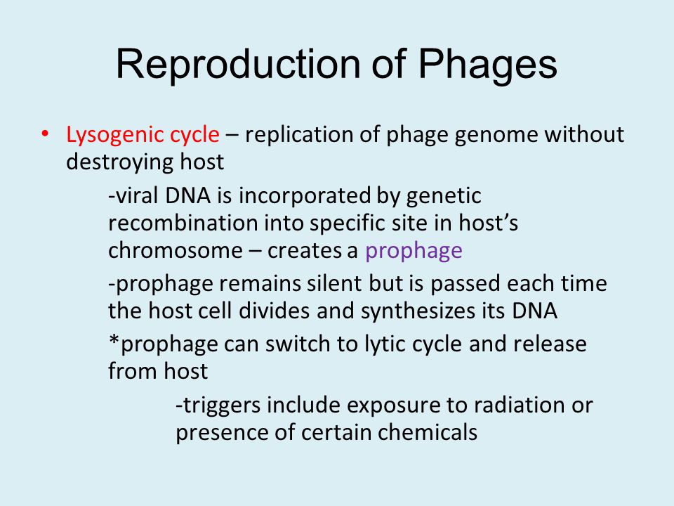 Reproduction of Phages