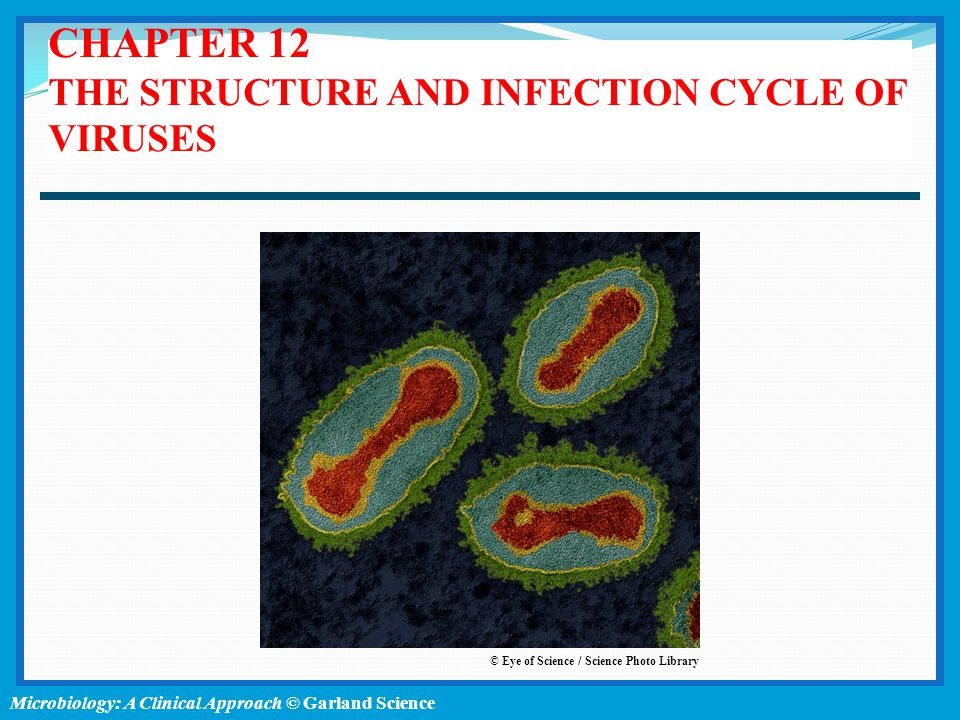 CHAPTER 12 THE STRUCTURE AND INFECTION CYCLE OF VIRUSES