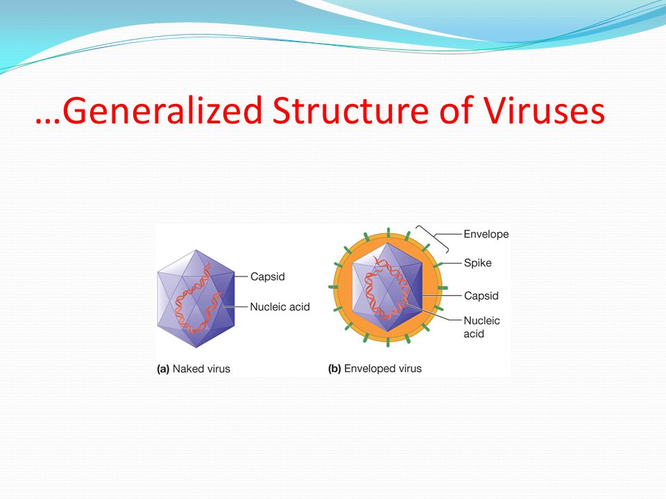 …Generalized Structure of Viruses