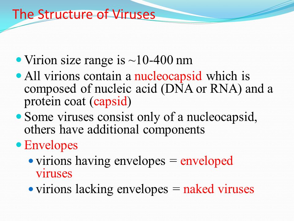 The Structure of Viruses