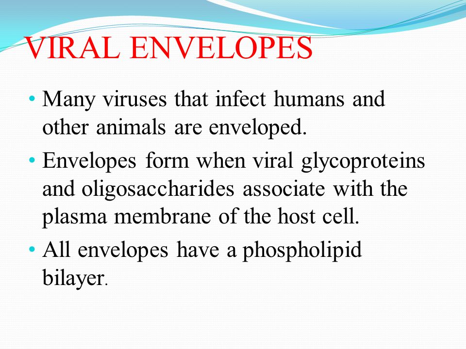 VIRAL ENVELOPES Many viruses that infect humans and other animals are enveloped.