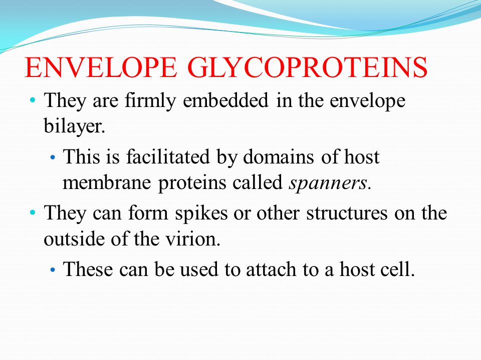 ENVELOPE GLYCOPROTEINS