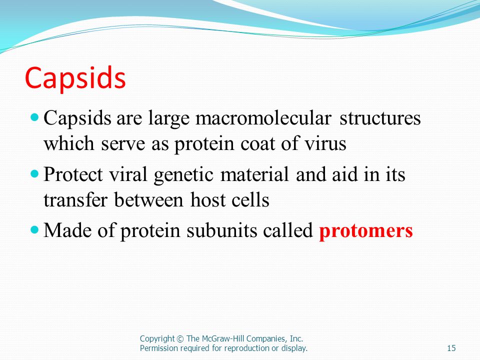 Capsids Capsids are large macromolecular structures which serve as protein coat of virus.